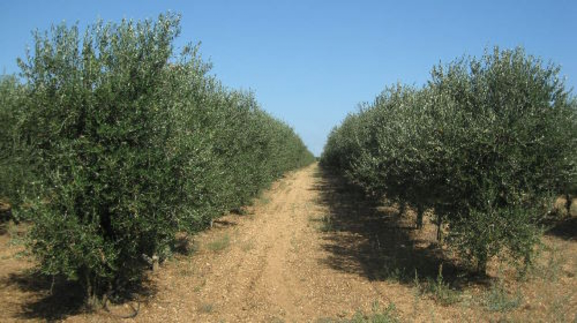 FS17 o Favolosa: i segreti della prima varietà di olivo brevettata