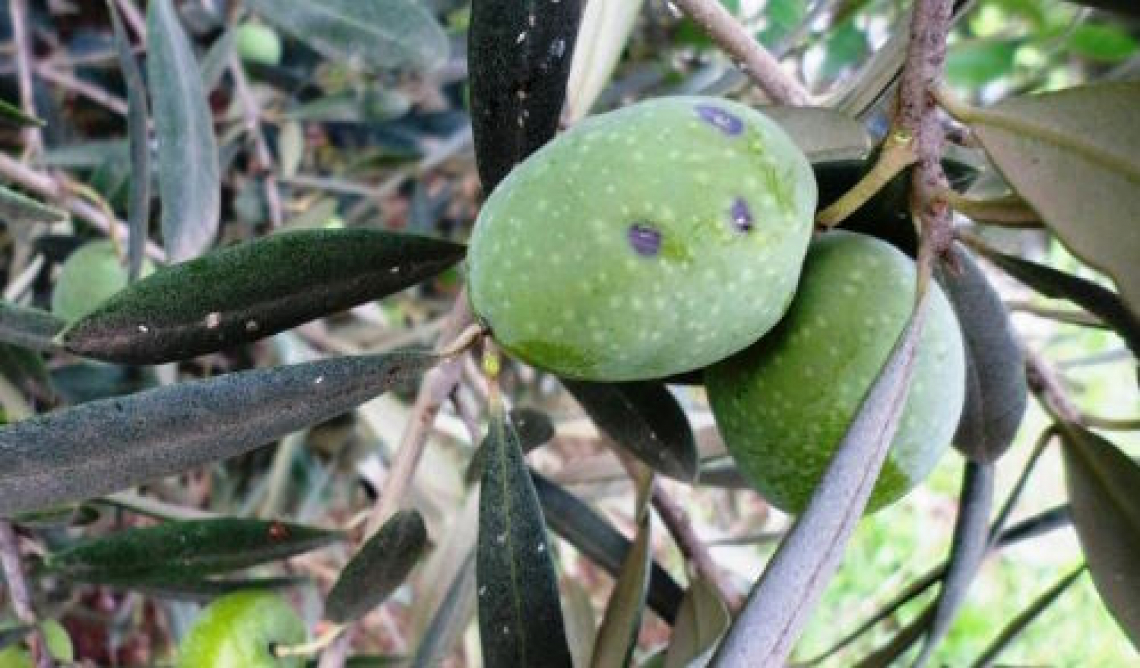 La qualità dell’olio di oliva sulle infestazioni di cocciniglia dell’olivo