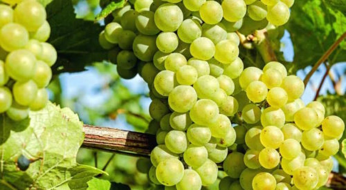 L’effetto della defogliazione della vite o trattamenti antitraspiranti nel ritardo della maturazione dell’uva