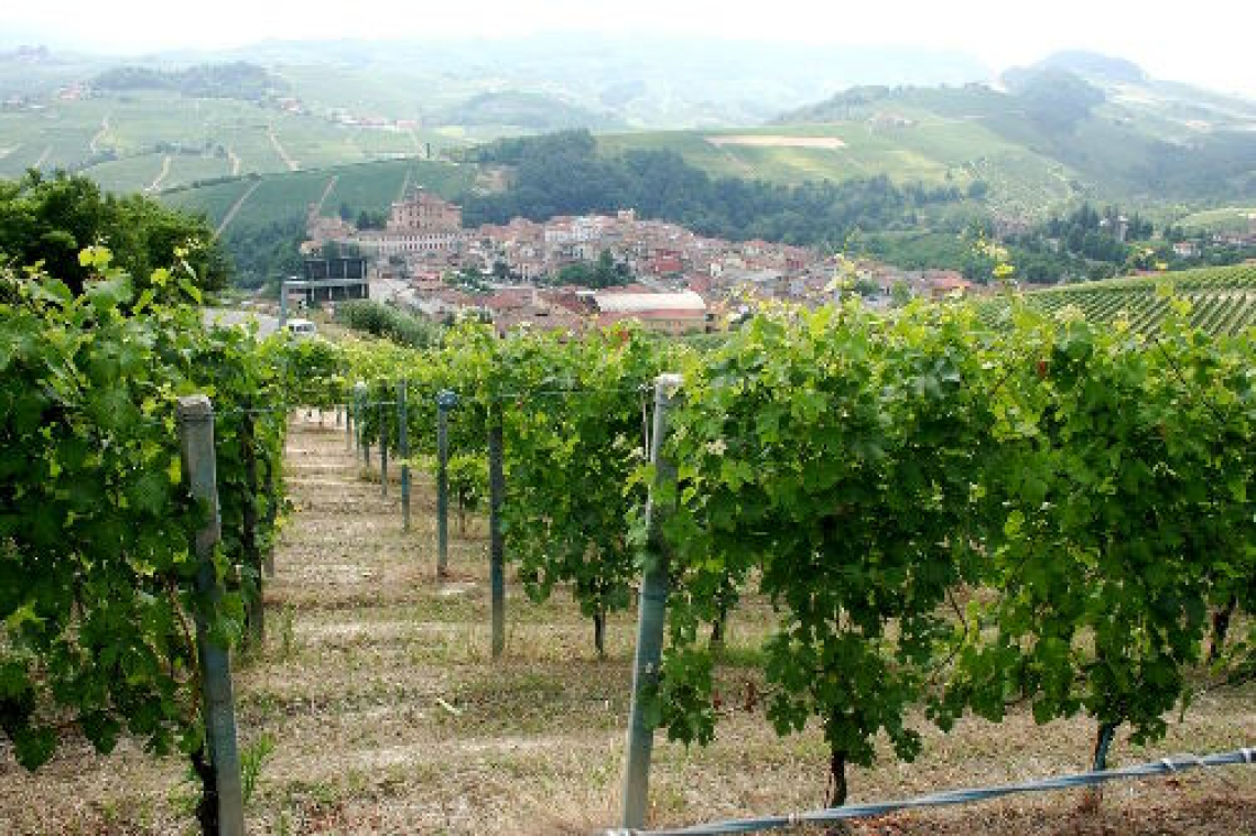 Alto Piemonte e Gran Monferrato: al via la Città Europea del Vino 2024