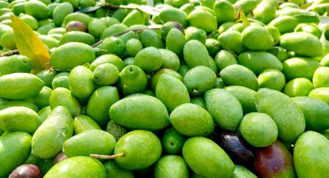 Quando l’olivo non riesce ad assorbire il potassio per via fogliare: le ripercussioni sull’accumulo di olio