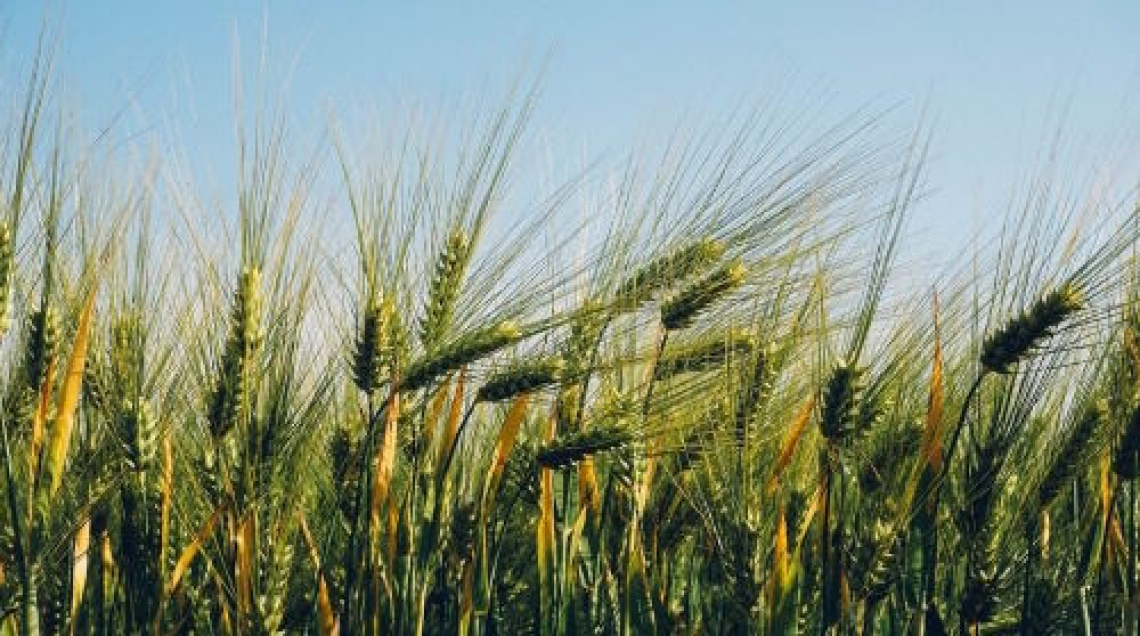 Il legame tra la data di semina del grano e l'uso degli erbicidi