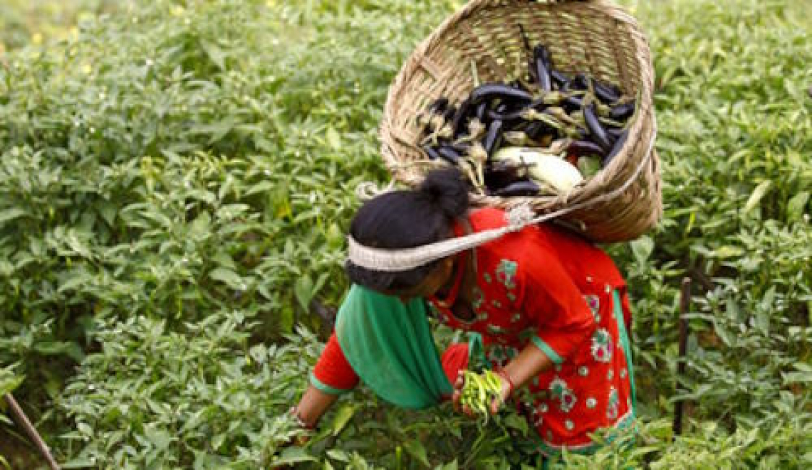 Le donne in agricoltura più colpite degli uomini dalla crisi climatica