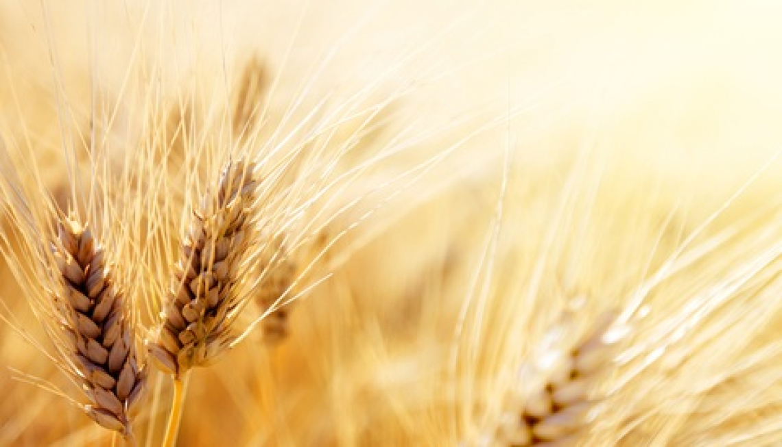 Aumenta l'importazione di grano e calano i prezzi