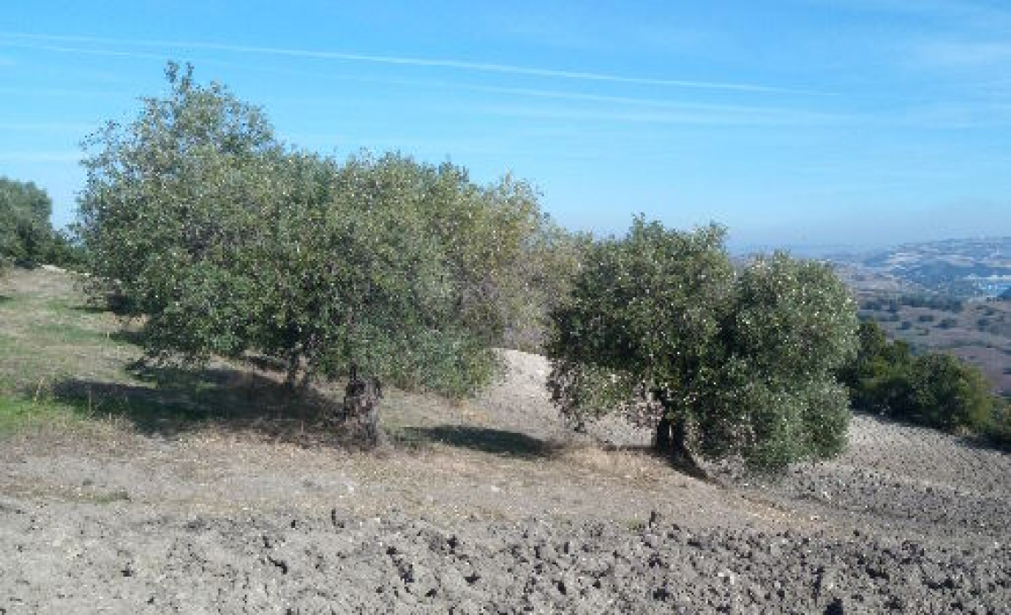 Olivo Fumo di Guardialfiera è la nuova varietà di olivo del Molise