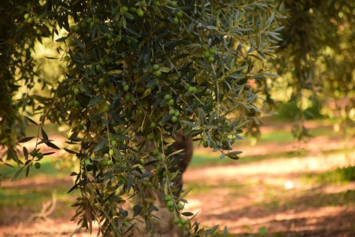 Le potenzialità dei sistemi agroforestali di olivo: dall'antichità in Sicilia ai nostri giorni