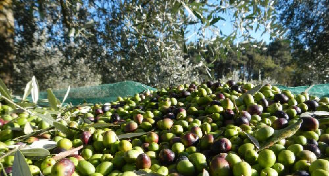 L'attacco al cuore dell'olivicoltura italiana in un decennio