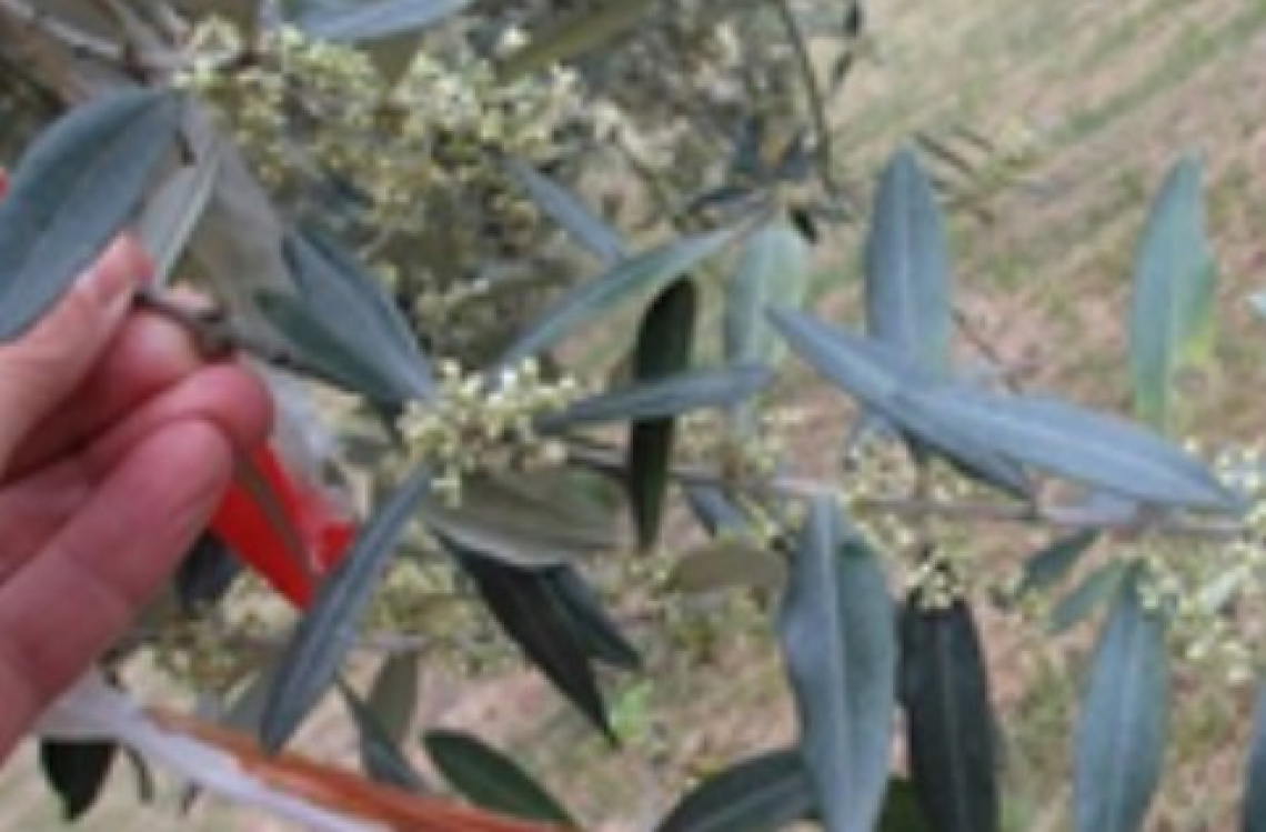 Quando e come usare la dodina contro l’occhio di pavone dell’olivo