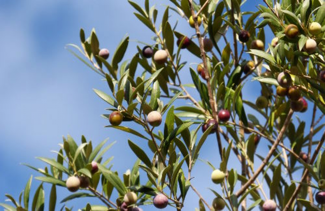 Biofertilizzanti, amminoacidi e boro per migliorare la produttività dell’olivo