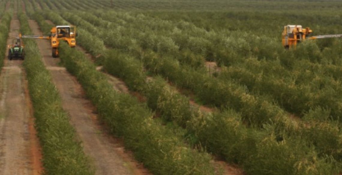 L’olivicoltura superintensiva non è sostenibile: impatto ambientale molto alto