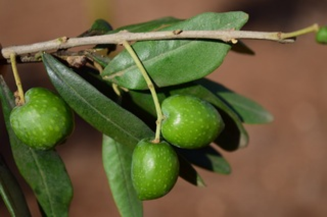 Gli effetti dei biostimolanti sull’olivo coltivato in asciutta