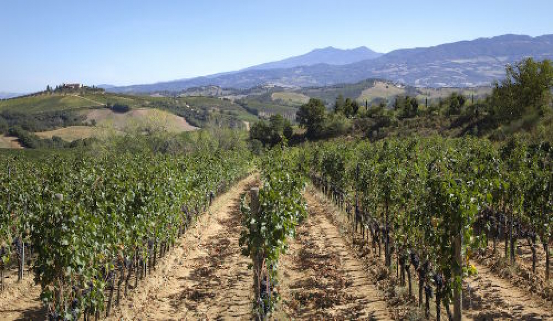 Il terroir vitivinicolo riconosciuto solo nel 2010 dall'Organizzazione internazionale della vite e del vino