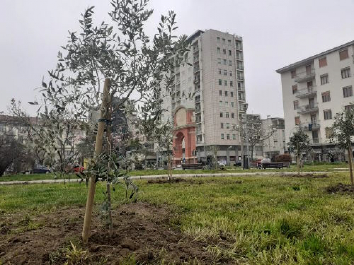 Ad Alessandria nasce un nuovo oliveto, in centro città