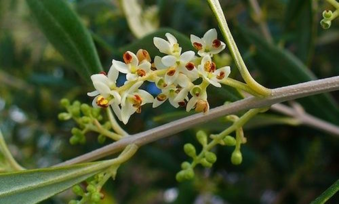 Osservazioni sulla fioritura dell’olivo in un trentennio: i fattori che la influenzano