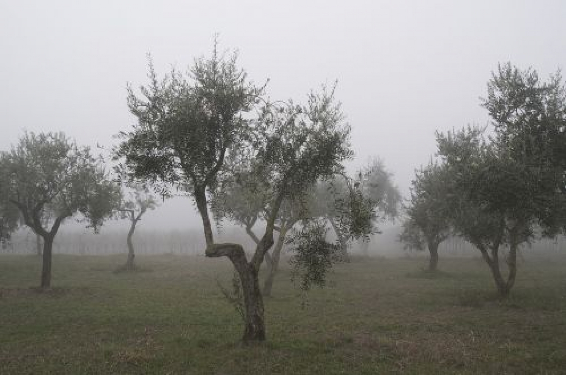 Il futuro dell’olivo nella pianura padana
