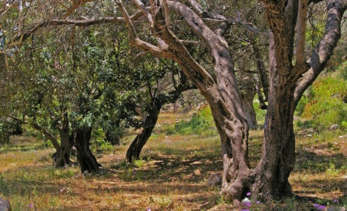 La gestione delle ramaglie di potatura dell'olivo: meglio biochar o pacciamatura?