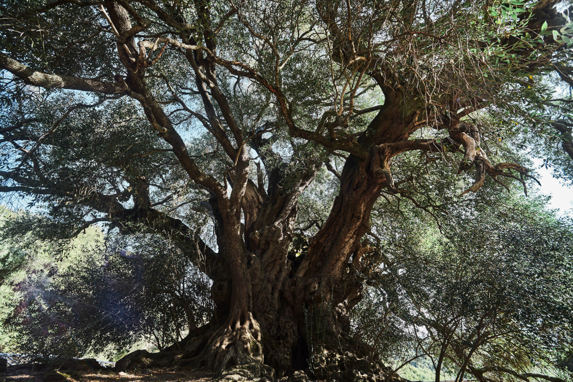 Un olivo sardo è il terzo albero monumentale più bello d'Europa