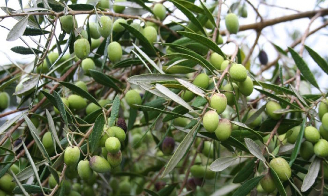 Le differenze nell’assorbimento dei nutrienti dell’olivo in terreni acidi e alcalini