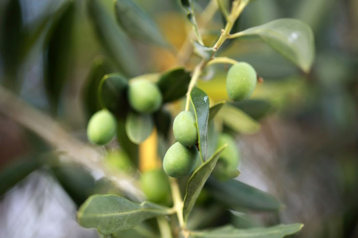 L’influenza della concimazione organica sulla composizione in acidi grassi dell’olio d’oliva