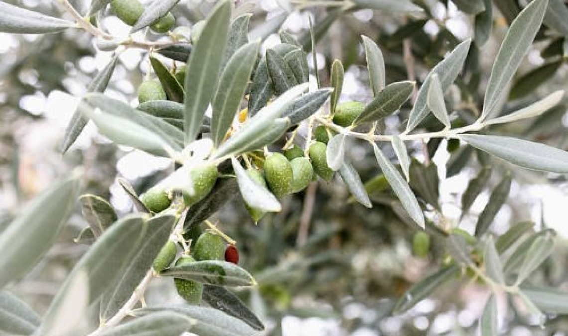 L’efficienza nell’uso dell’azoto da parte dell’olivo