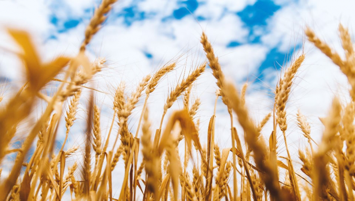 Il potenziale della concimazione organica e della fertilizzazione azotata nell’aumentare la produttività del grano