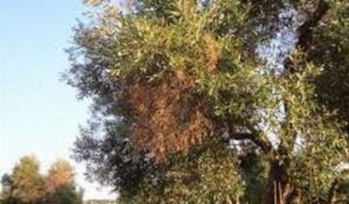 Xylella fastidiosa: gli olivicoltori avranno altri due anni di indennizzi