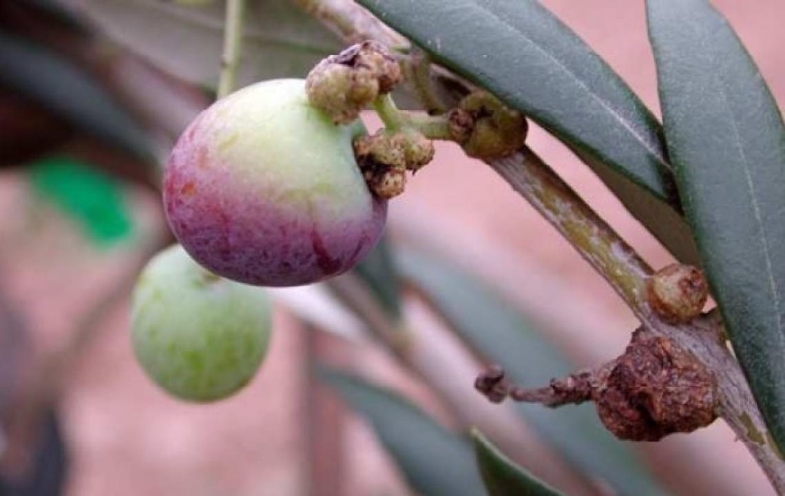 La rogna dell’olivo può influenzare la qualità dell’olio d’oliva