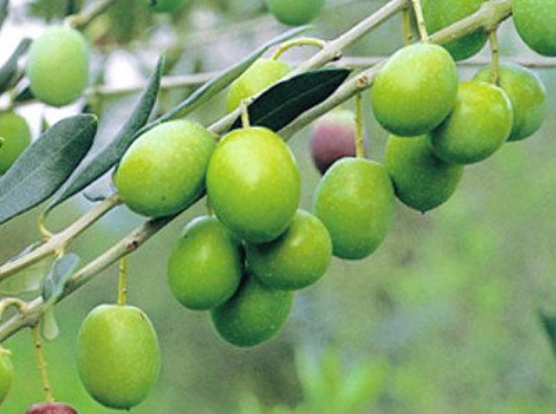 L'olio di oliva di Bianchera del Carso triestino nei Presìdi Slow Food