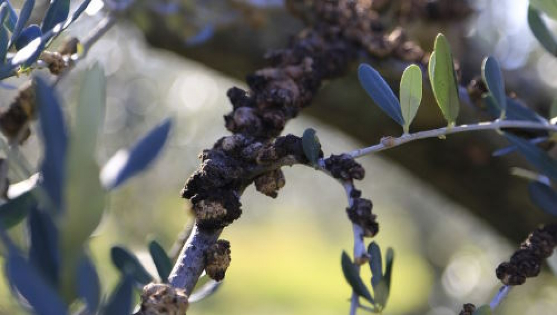 Le deroghe all’ecoschema 3: divieto all’abbruciamento dei residui di potatura dell’olivo