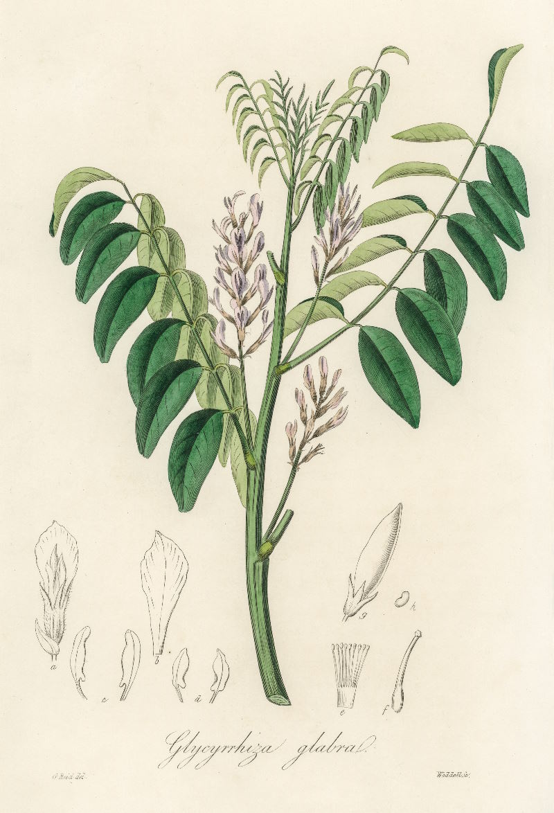 Glycyrrhiza Glabra