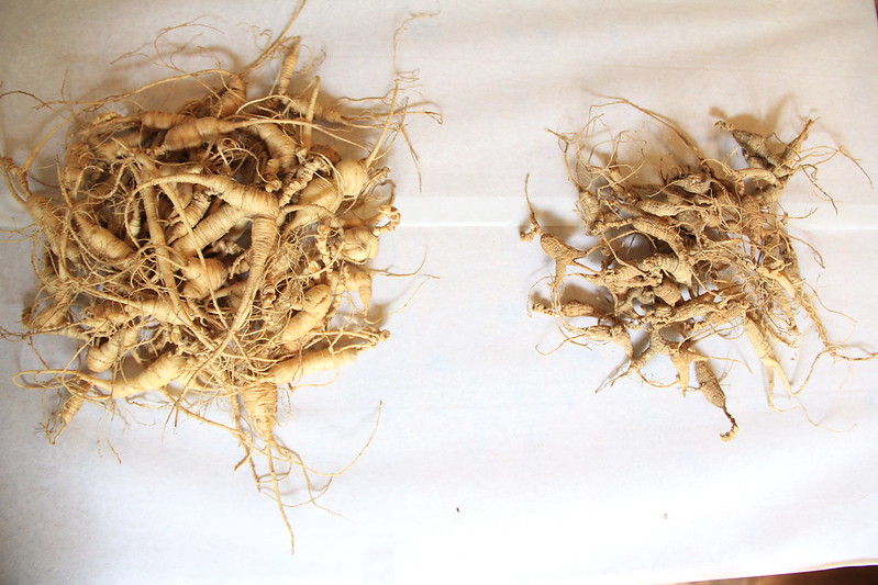 ginseng proprieta