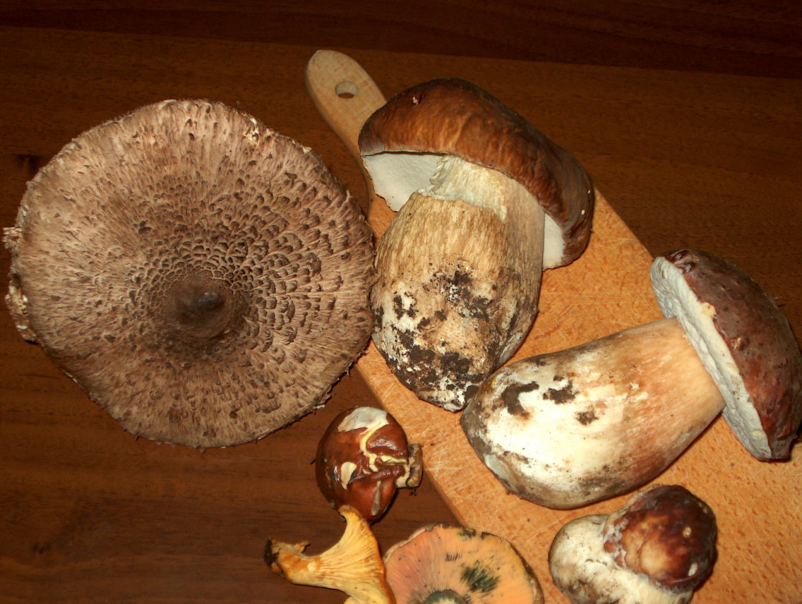porcini