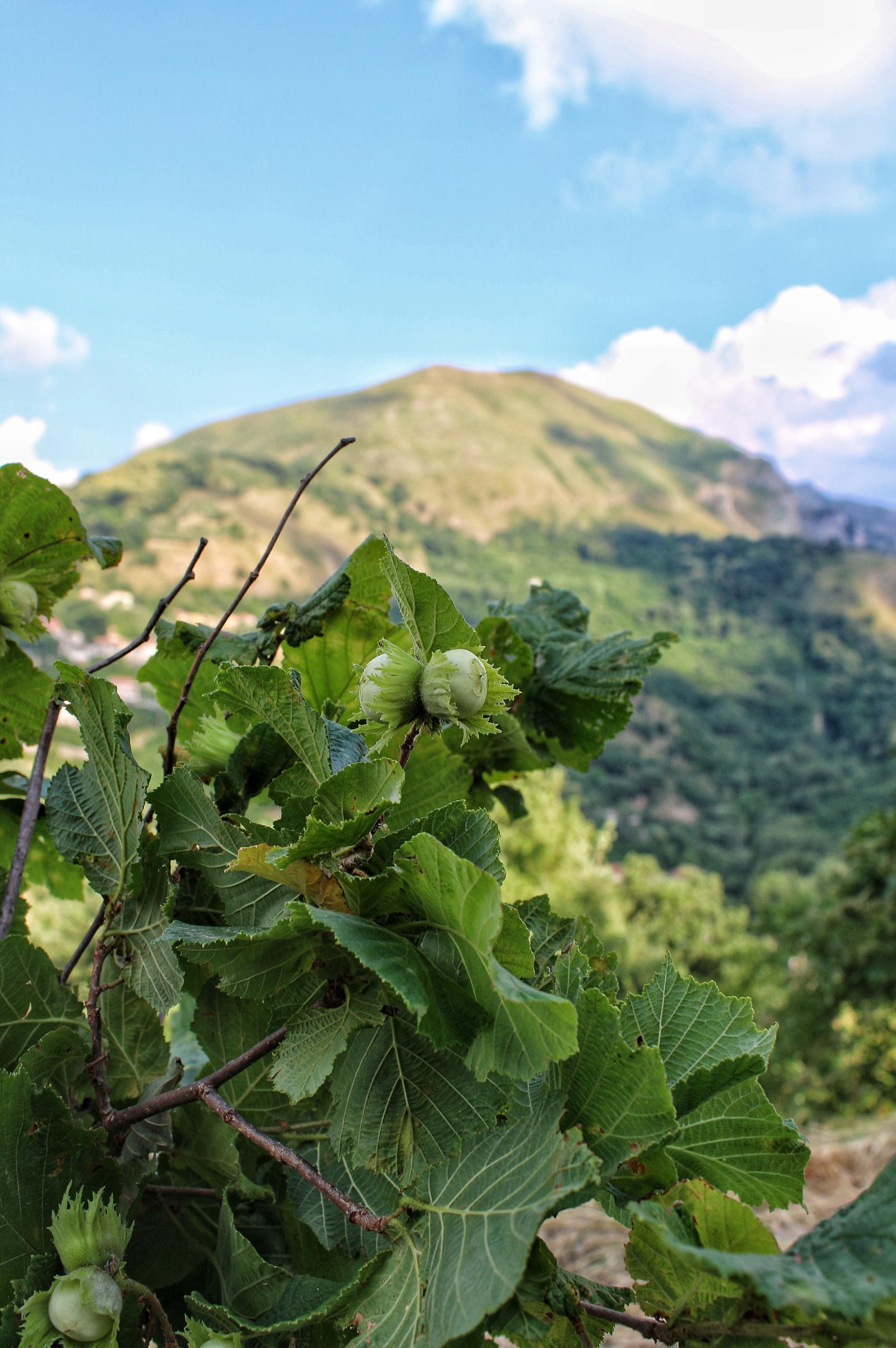 Sullo sfondo, monte San Pietro, l'altura che sovrasta Tortorici. Foto di Mauro Pizzato
