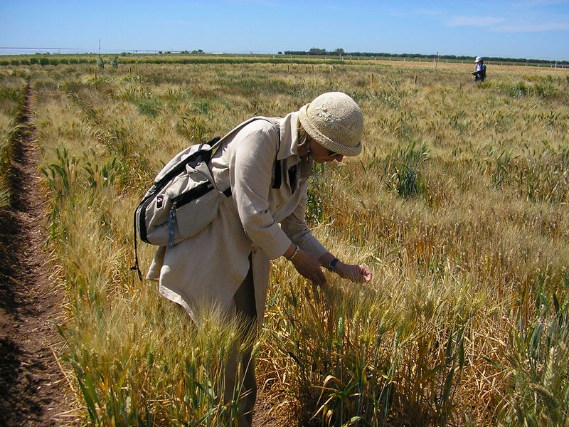 barnacia grano duro