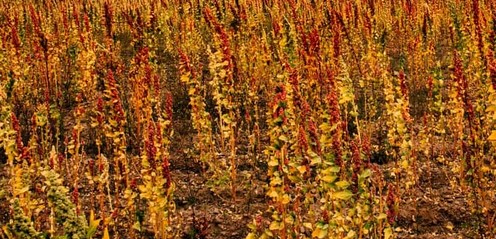 quinoa