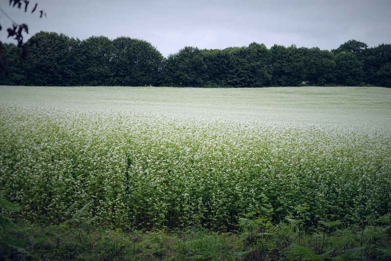 grano saraceno coltivazione