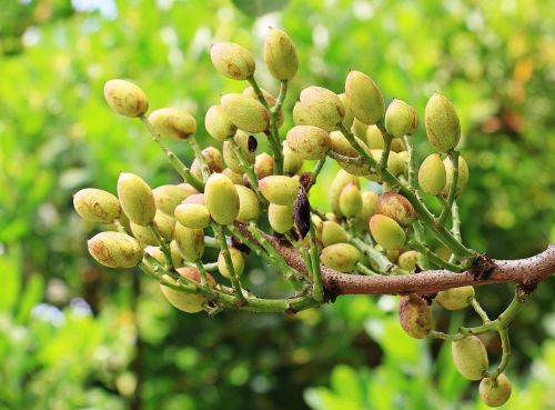 coltivazione pistacchio