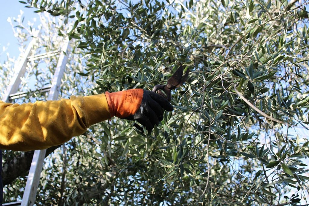 potatura manuale meccanica olivo