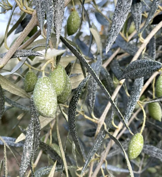 Trattare gli olivi con zeolite arricchita con ammonio per ottenere  protezione dalla mosca e benefici fisiologici