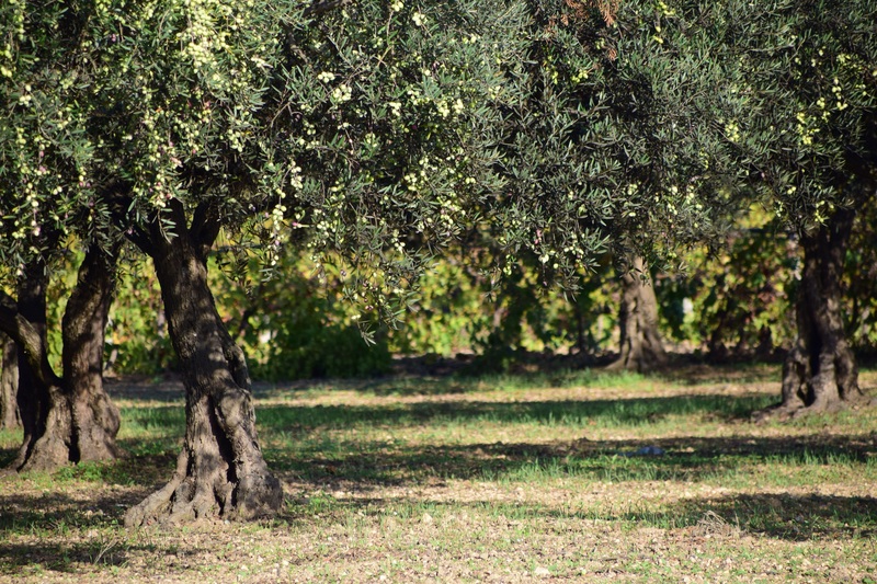 inerbimento oliveto