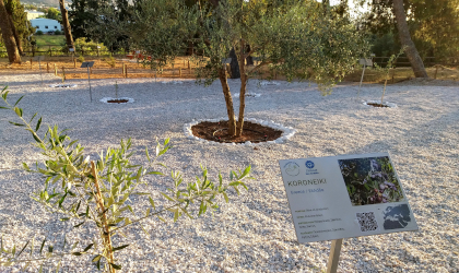Giardino della Pace olivi