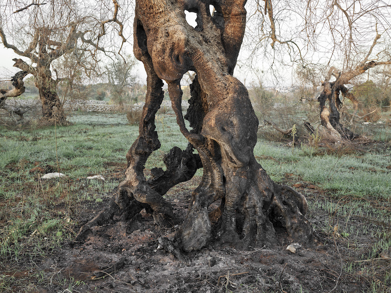 Xylella Studies #9, Lecce, Puglia, Italy, 2021 &copy; Edward Burtynsky