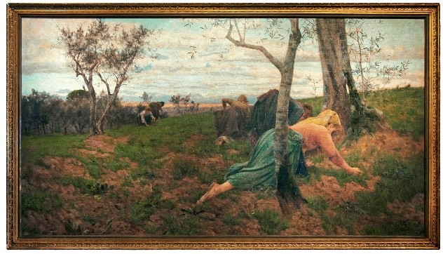 A.Tommasi – La raccolta delle olive