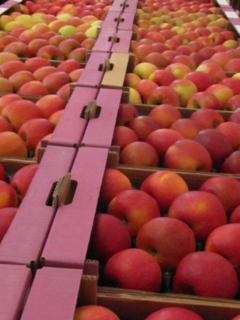 Selezione di mele all'Istituto Agrario di San Michele all'Adige
