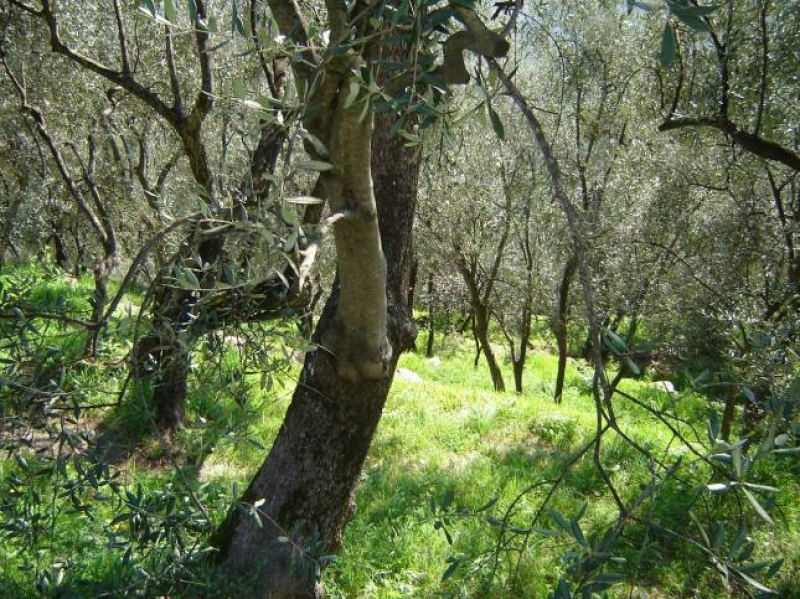Primavera tra gli olivi in Liguria