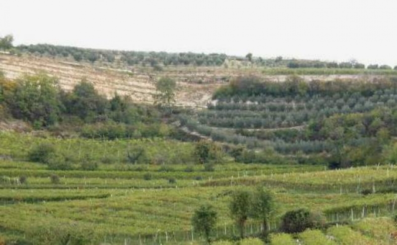 Le colline di Mezzane tra olivi e viti