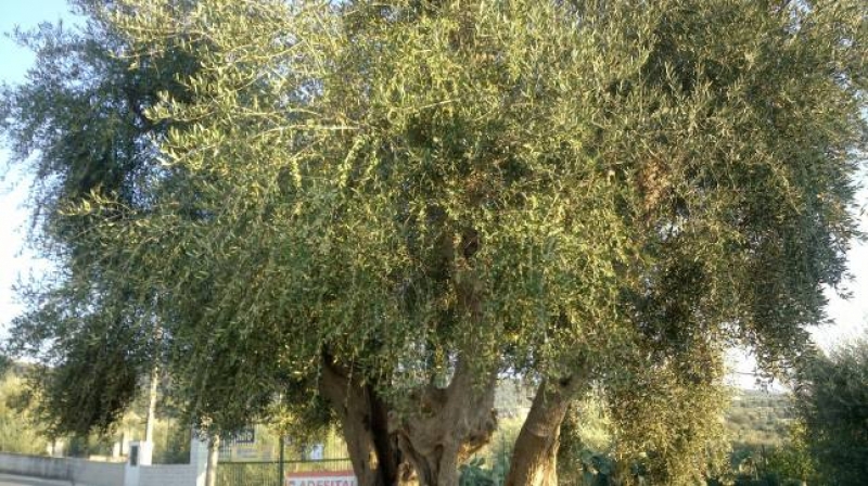 Una raccolta delle olive felice