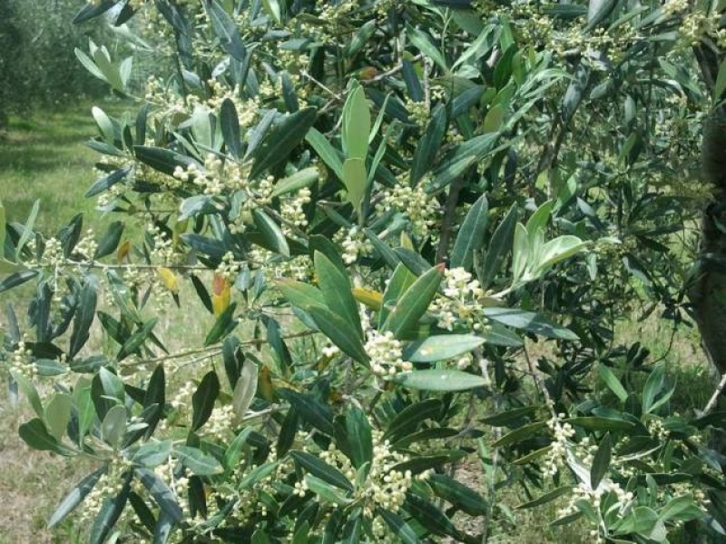 Fioritura dell'olivo: ritardataria ma abbondante
