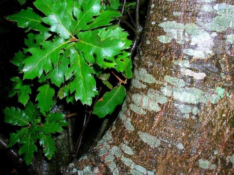 Quercus caroppoi: esemplare unico nel Salento