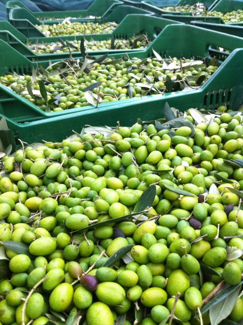 Olive pronte per la frangitura